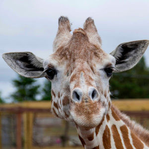 Meet your Posher, Jack